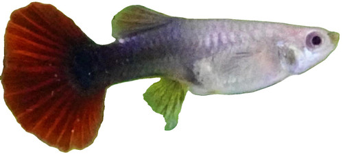 HB RED ROSE FEMALE GUPPY