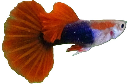 HB RED ROSE MALE GUPPY