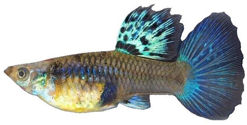 KING COBRA FEMALE GUPPY