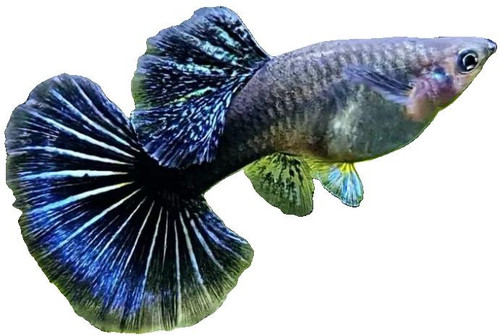 PURPLE DRAGON FEMALE GUPPY