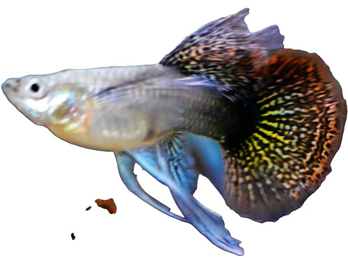 RED DRAGON RIBBON FIN FEMALE GUPPY