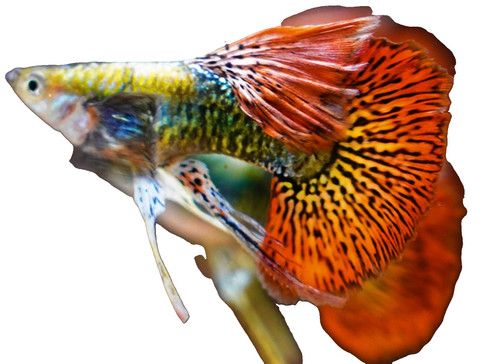 RED DRAGON RIBBON FIN MALE GUPPY
