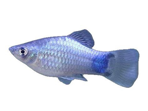 BLUE MICKEY MOUSE PLATY