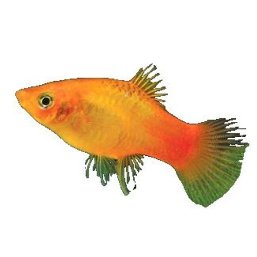 NEON SUNBURST PLATY