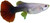 HB RED ROSE FEMALE GUPPY
