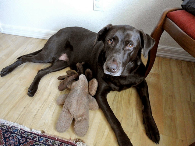 Sadie Sadie