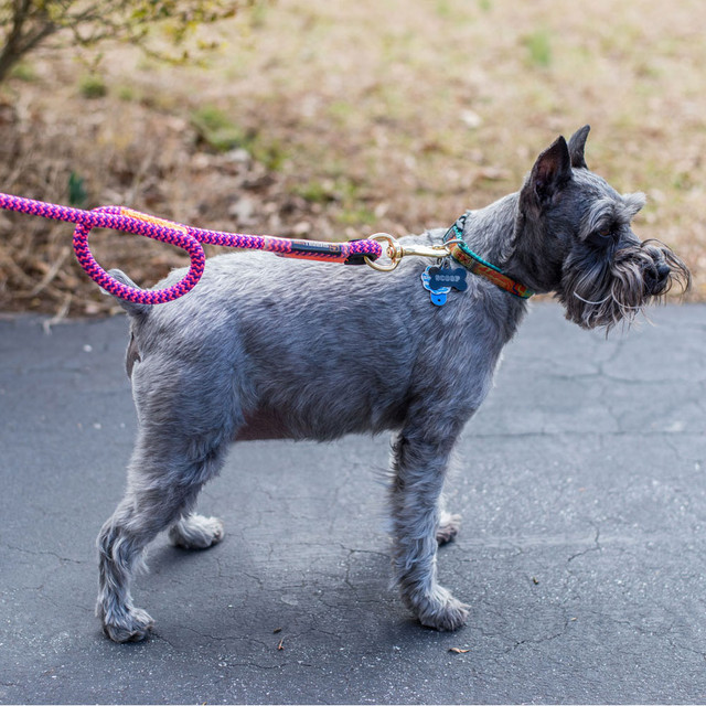 Rope Logic 6' Dog Leash