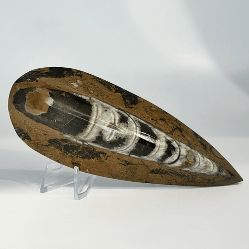 Brown Orthoceras