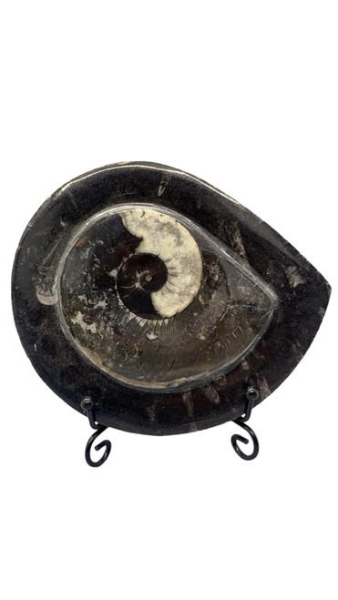 Ammonite Slab Specimen