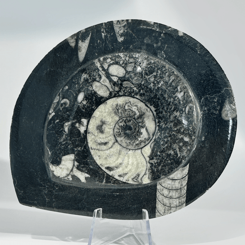 Ammonite Slab Specimen