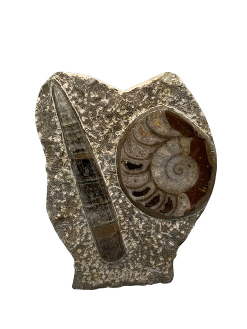 Mini Ammonite & Orthoceras Standing Specimen