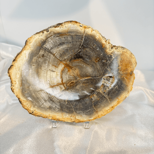 Petrified Wood Slice