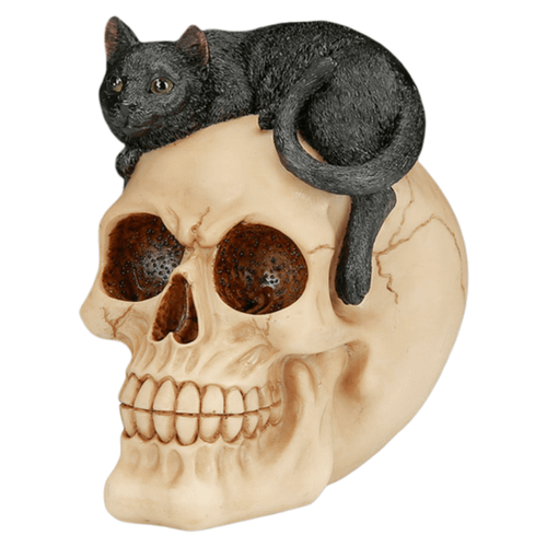 A realistic, cream-colored human skull with a weathered bone texture and detailed teeth. A small, textured black cat is laying comfortably across the top of the cranium. The cat is curled up with its tail draped down the side of the skull, featuring perked ears and alert, golden-brown eyes looking forward.