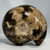 Mammite Fossil Specimen