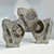 Mini Ammonite & Orthoceras Standing Specimen