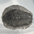 Phacops Trilobite
