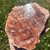 Petrified Wood Slice