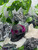 Mini skull with pink geode resin figurine showing bright pink geode crystal cluster inside a black skull ornament.