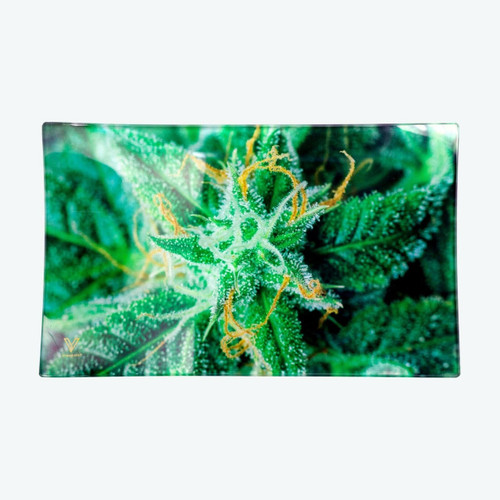 V Syndicate Shatterproof Glass Rolling Tray - Medium - AK-47  at The Cloud Supply