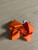 Orange Bow    6.5``,