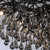 Paul Neuhaus Icicle 10 Light Black Crystal Pendant Light 
