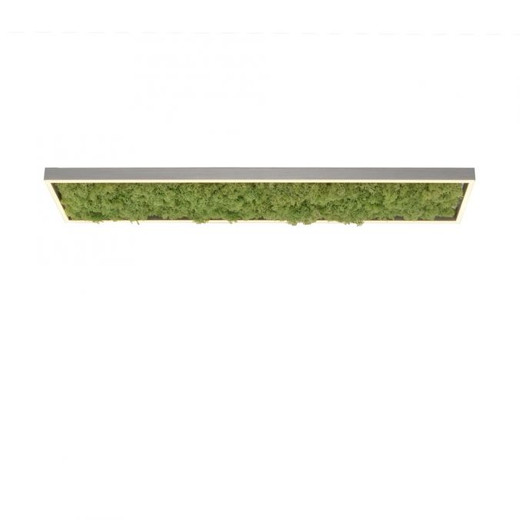 Green Knut Moss with White LED Flush Ceiling Light