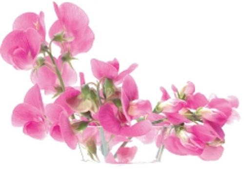 Sweet Pea Fragrance Oil