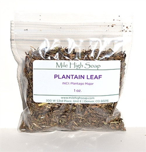 Plantain Leaf