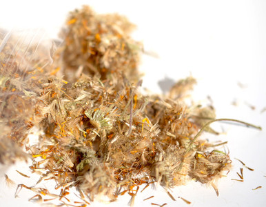 Arnica Flower - milehighsoap