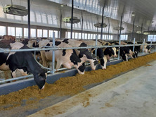 East Rock Dairy Freestall Dividers image 6