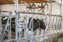 East Rock Dairy Feedlane Soaking Systems image 3