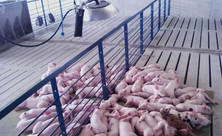 L.B. White I-Series radiant brooder above piglets in swine pens; representative I-17 installation