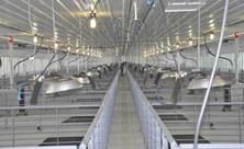 L.B. White I-Series radiant brooders suspended above swine pens; representative I-17 installation