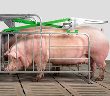 Side view of sows in Crystal Spring Freedom Stalls