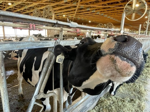 East Rock Dairy Specialty Cattle Handling image 2