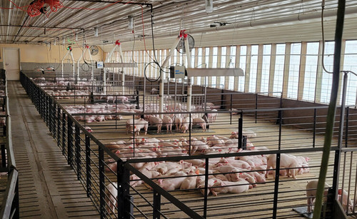 L.B. White Mini-T radiant tube heating system installed in swine barn; representative application photograph