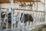 BarnEye BarnEye Precision image 3