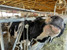 East Rock Dairy Specialty Cattle Handling image 2