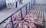 L.B. White I-Series radiant brooder above piglets in swine pens; representative I-17 installation