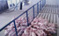 L.B. White I-Series radiant brooder above piglets in swine pens; representative I-17 installation
