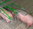 Overhead view of sows in Crystal Spring Freedom Stalls with green upper frames
