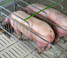 GESTATION/BREEDING STALL​