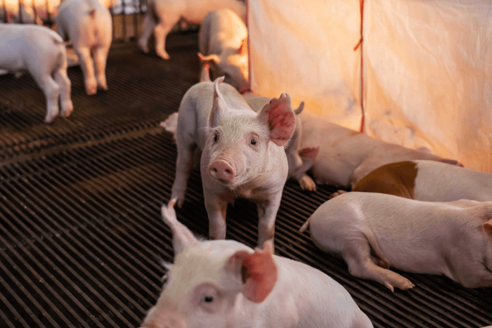 Pigs swine in barn