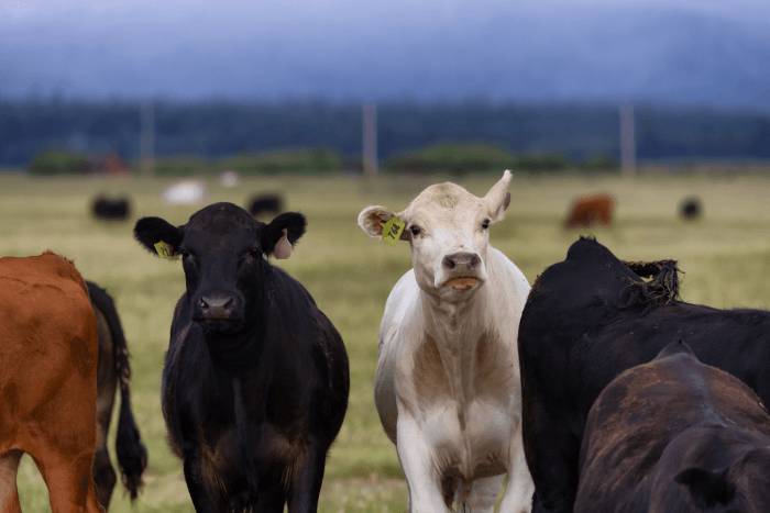 Beef Cattle