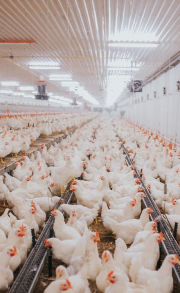 Poultry