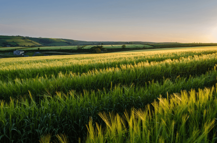 Agriculture landscape