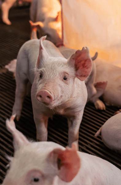Swine