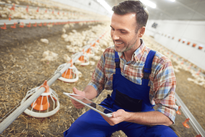Tablet in chicken barn