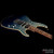 Tom Anderson Angel Arctic Blue Surf