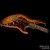 Tom Anderson Drop Top Classic Tiger Eye Burst Flame Maple Top Tom Anderson Drop Top Classic Tiger Eye Burst Flame Maple Top